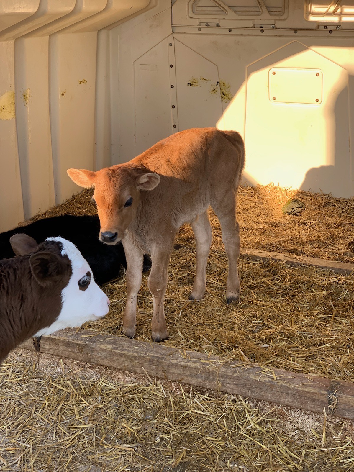 a baby brown cow stands in the center of the frame; another white cow head is visible in the photo as well