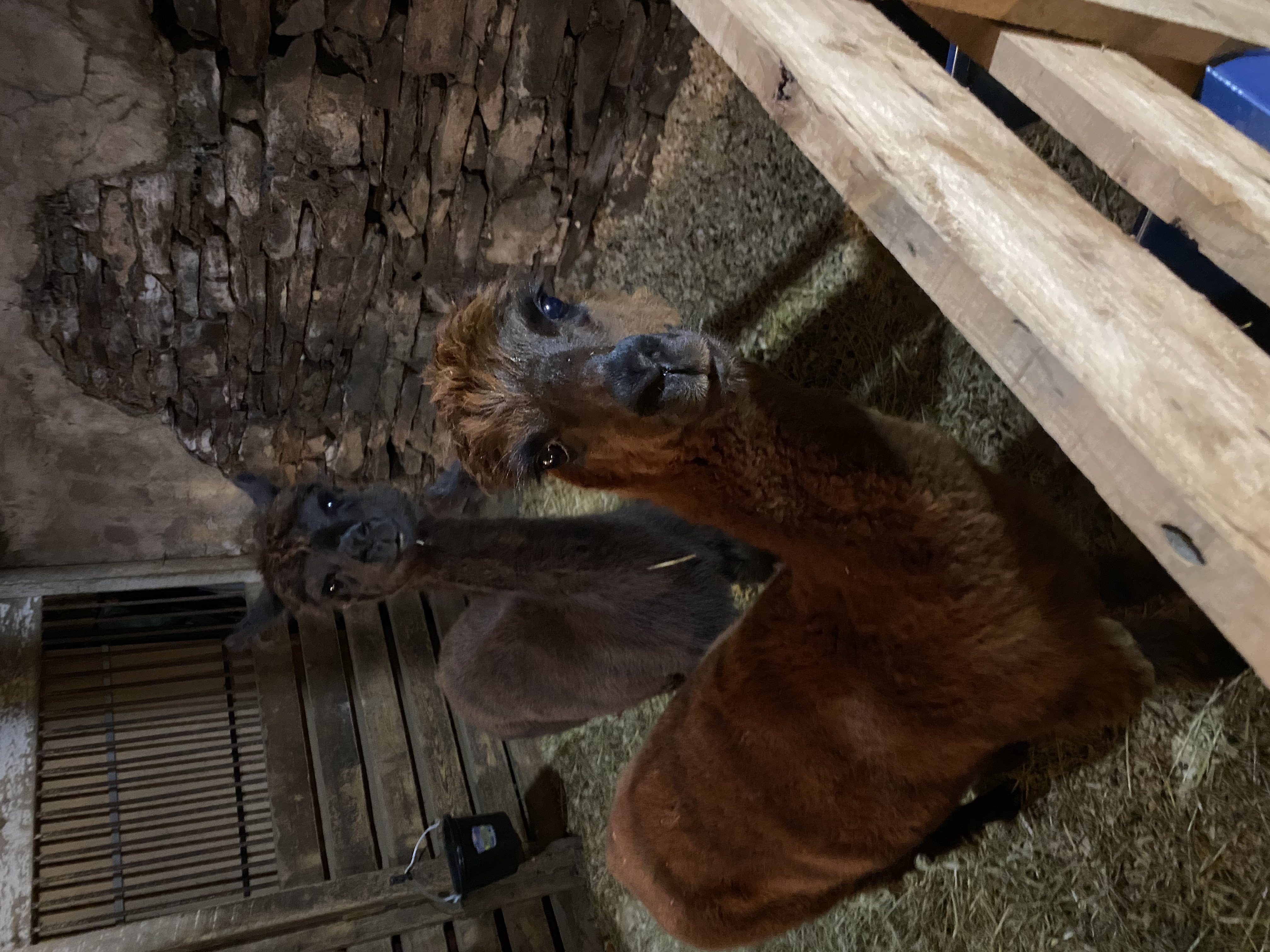 a brown alpaca and a black alpaca stand in their pen, looking curiously at the camera