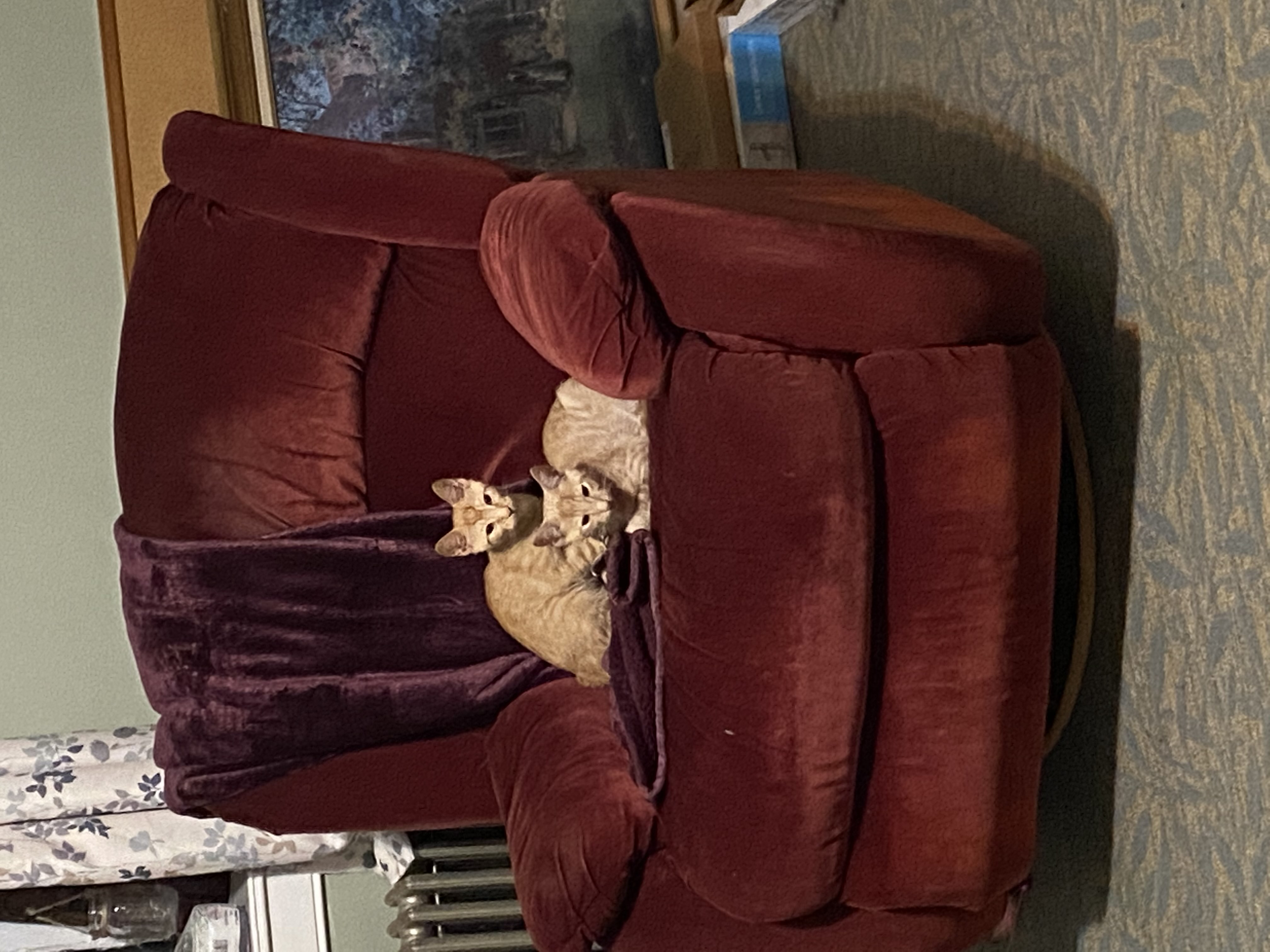 two orange kittens are crouched in a red armchair, looking at the camera