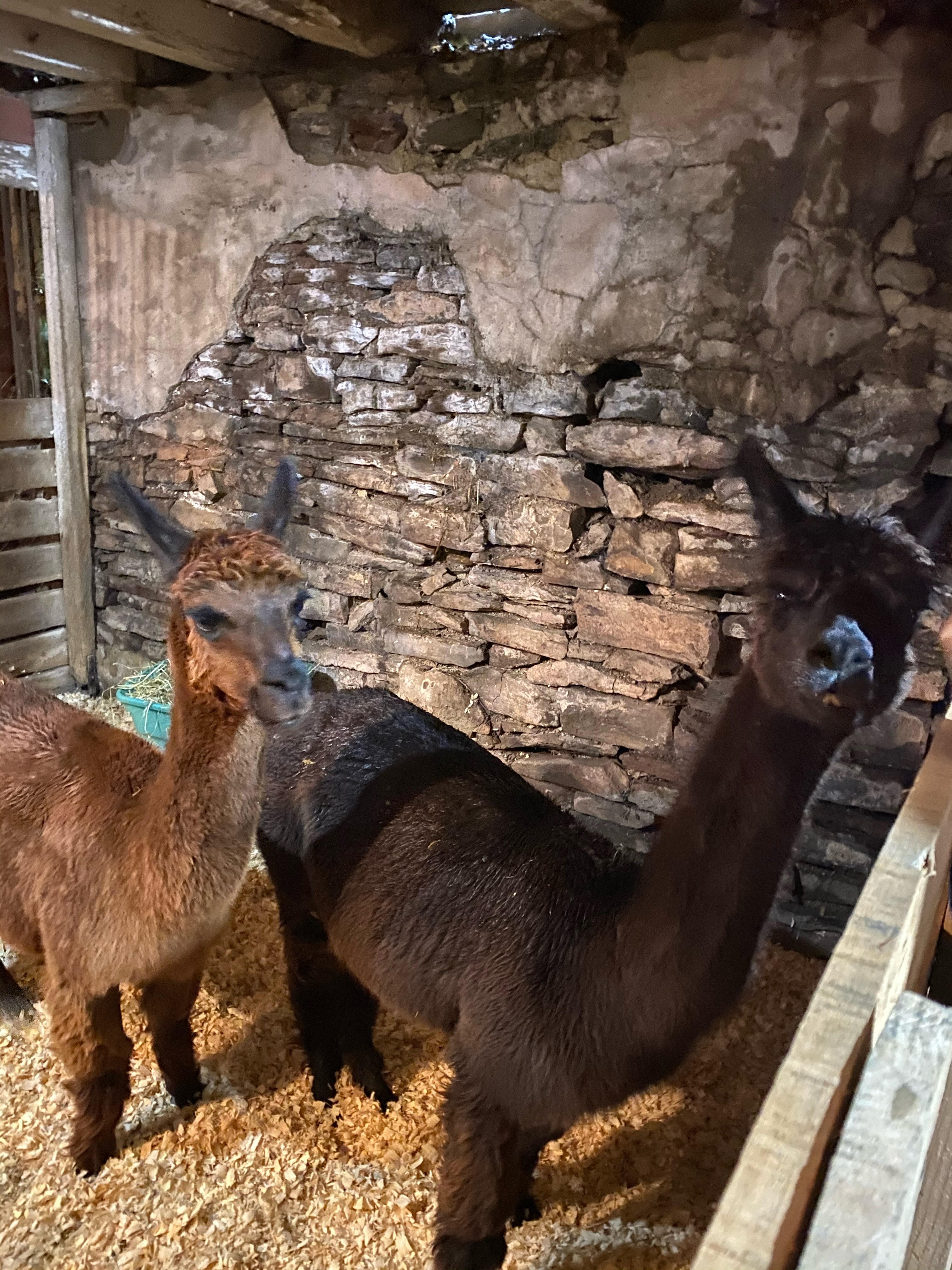 a brown alpaca and a black alpaca stand in a pen inside a stable; there is stone background and both are looking at the camera curiously